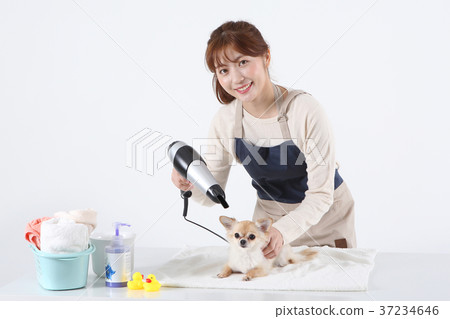 RF photo - Pet economy, Pet Beautician is caring a dog 057 RF photo - Pet economy, Pet Beautician is caring a dog 057 37234646