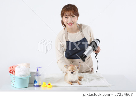 RF photo - Pet economy, Pet Beautician is caring a dog 055 37234667