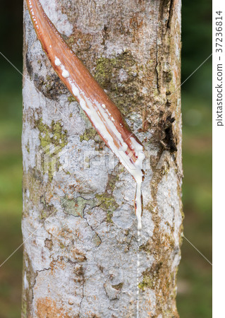 Harvesting Para Rubber Latex 37236814