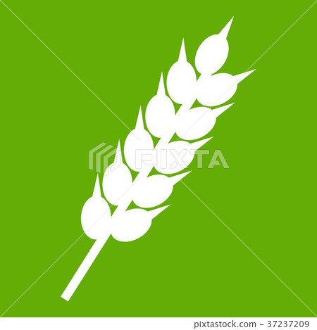 Dried wheat ear icon green Dried wheat ear icon green 37237209