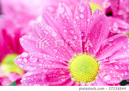 Chrysanthemum (Anthemideae) pink blooming Chrysanthemum (Anthemideae) pink blooming 37238844