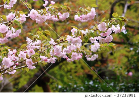 美麗的楊琴櫻花樹 37238991