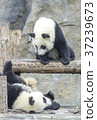 Baby pandas play together 37239673