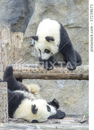 Baby pandas play together 37239673