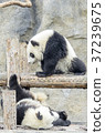 Baby pandas play together 37239675