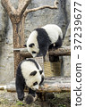 Baby pandas play together 37239677