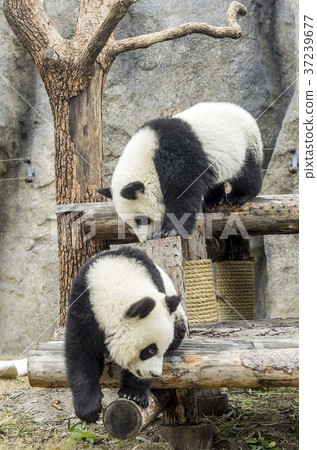 Baby pandas play together Baby pandas play together 37239677