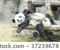 Baby panda playing 37239678