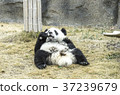 Baby panda eating bamboo  37239679