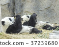 Two baby Pandas eating bamboo  37239680