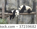 Baby pandas play together 37239682