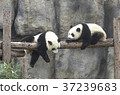 Baby pandas play together 37239683