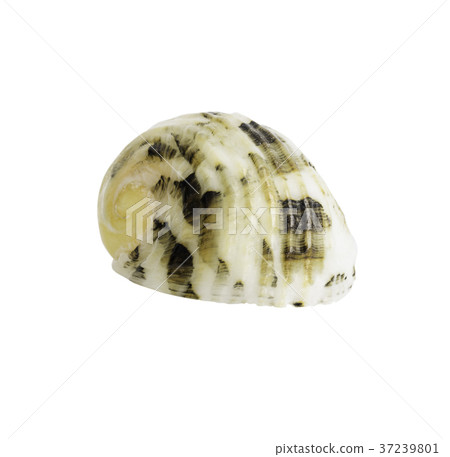 Close up Marine sea shell isolated 37239801