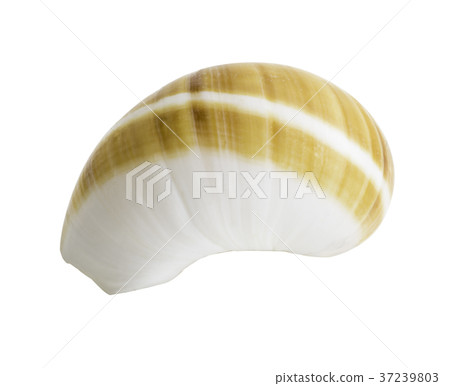 Close up Marine sea shell isolated Close up Marine sea shell isolated 37239803