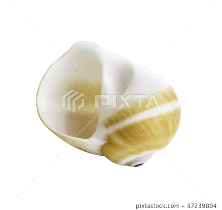 Close up Marine sea shell isolated Close up Marine sea shell isolated 37239804
