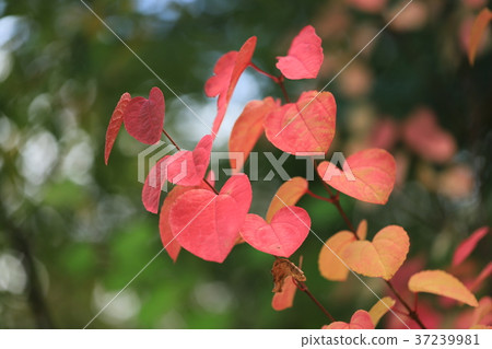 Autumn leaves 37239981
