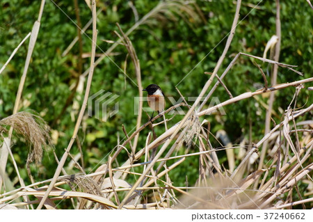 早春河岸的Nobitaki 37240662