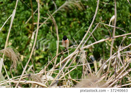 早春河岸的Nobitaki 37240663