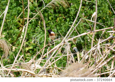 早春河岸的Nobitaki 37240664