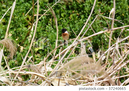 早春河岸的Nobitaki 37240665