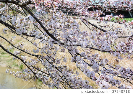 Clear spring, cherry blossoms in full bloom 37240718