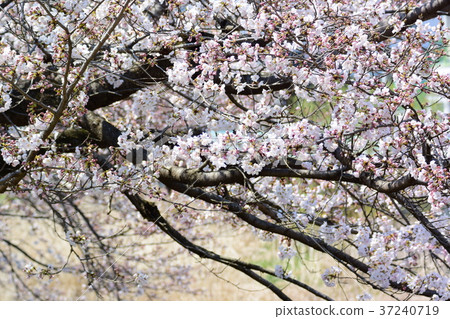 清澈的春天，櫻花盛開 37240719