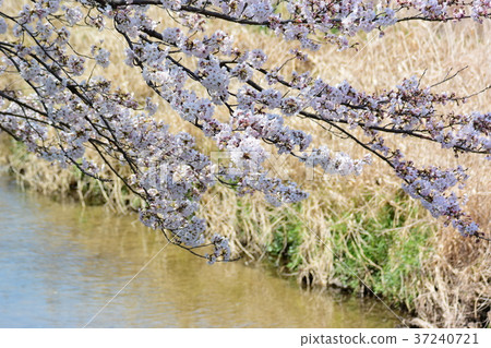 清澈的春天，櫻花盛開 37240721