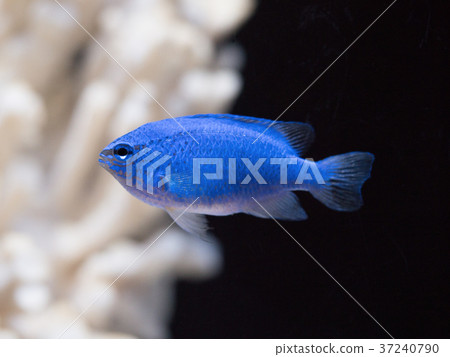 Ruri麻雀 Ruri麻雀 37240790