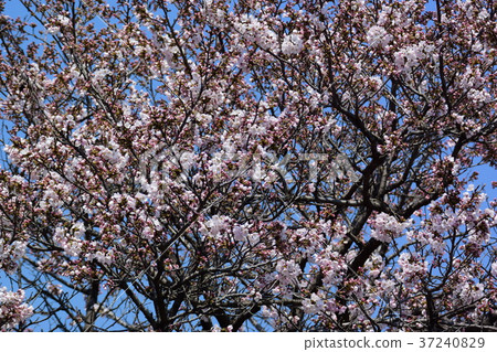 櫻花和小雞盛開 37240829