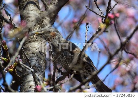 櫻花和小雞盛開 櫻花和小雞盛開 37240830