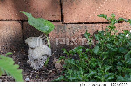 Mushroom was born under the tree. 37240901