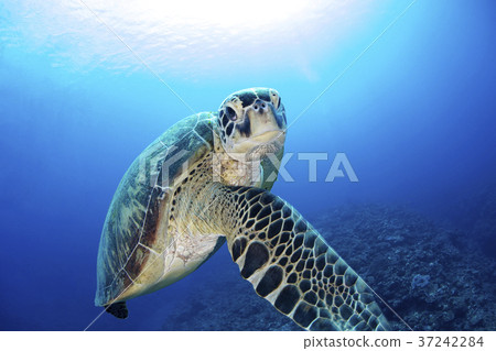 Green turtle Green turtle 37242284