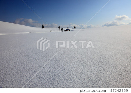Hill of Biei in winter 37242569