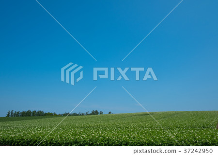 北海道馬鈴薯田 37242950