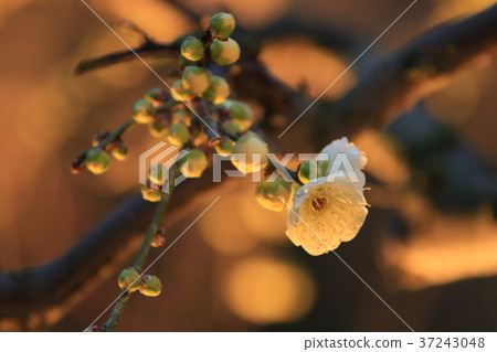 At Nabana no Sato, lighted up, plum blossoms At Nabana no Sato, lighted up, plum blossoms 37243048