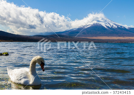 Mount Fuji Swan Lake Lake Yamanaka Mount Fuji Swan Lake Lake Yamanaka 37243415