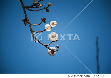 在Yamadaike公園的梅花 在Yamadaike公園的梅花 37243552
