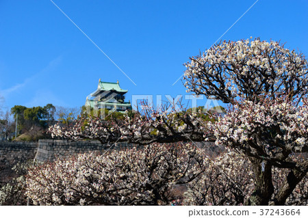在大阪城公園的李子 37243664