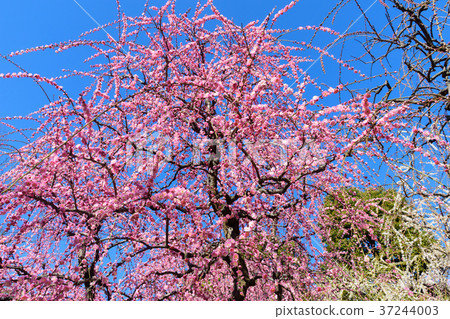 Seonan Palace Plaza Seonan Palace Plaza 37244003