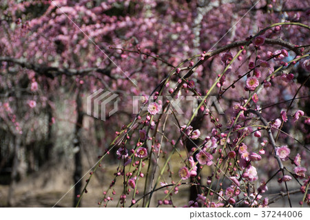 Seonan Palace Plaza 37244006