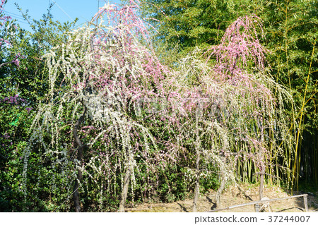 Seonan Palace Plaza 37244007