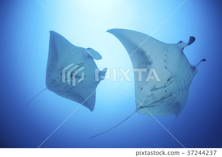 曼塔 曼塔 37244237