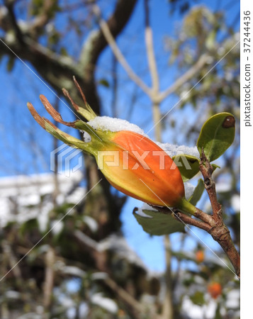 Gardenia seed with snow 37244436