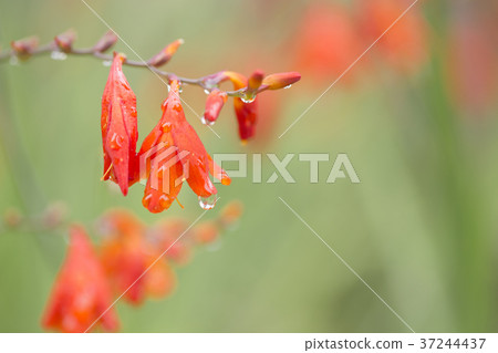 Raindrops on bright colors. Macro. 37244437