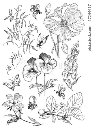 Vintage botanical illustration blossom flowers set 37244617