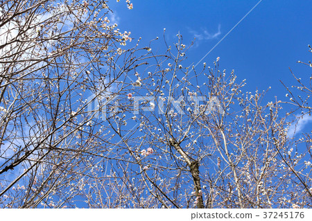 冬天櫻花和藍天 37245176