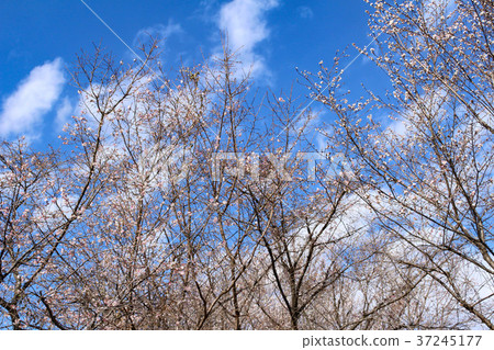冬天櫻花和藍天 37245177