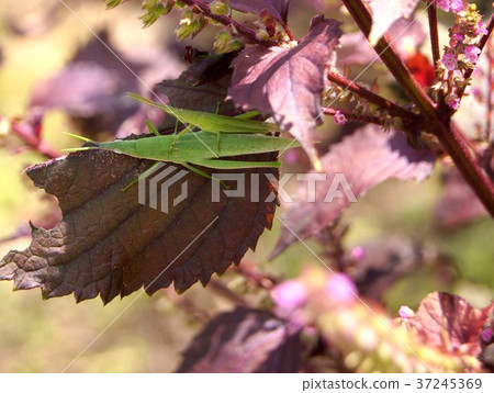 在Akajiso(Akaushiso)停留的Ombudatta 在Akajiso(Akaushiso)停留的Ombudatta 37245369