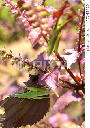在Akajiso（Akaushiso）停留的Ombudatta 37245370