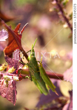 Ombudatta that stops in Akajiso (Akaushiso) 37245373